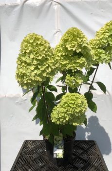 Hydrangea paniculata Limelight - Kwekerij Bakker