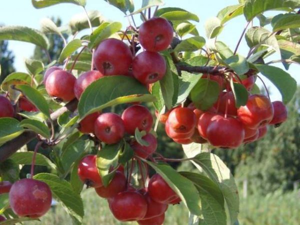 Malus Red Sentinel - Vruchten | Kwekerij Bakker