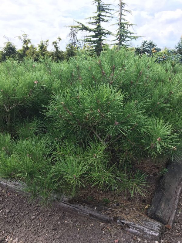 Pinus densiflora Umbraculifera | Kwekerij Bakker