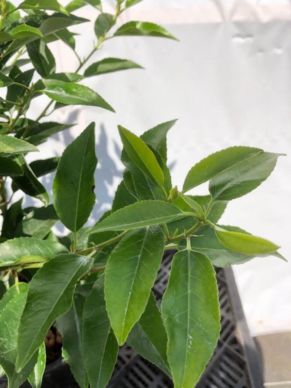 Prunus lusitanica Angustifolia - Kwekerij Bakker (blad)