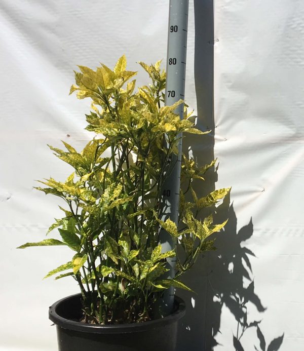 Aucuba japonica Variegata | Kwekerij Bakker