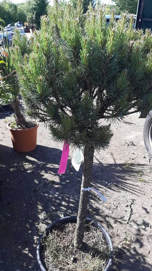 Pinus sylvestris Watereri - Kwekerij Bakker