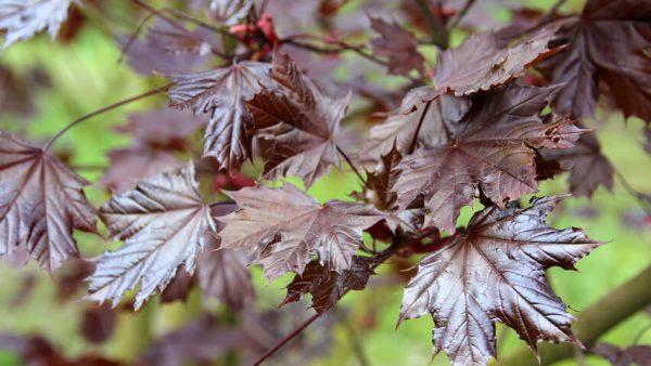 Acer platanoides Royal Red | Kwekerij Bakker