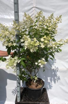 Hydrangea paniculata Kyushu - Kwekerij Bakker