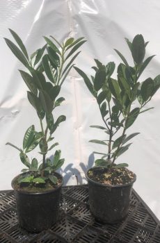 Prunus laurocerasus 'Greentorch' - Kwekerij Bakker