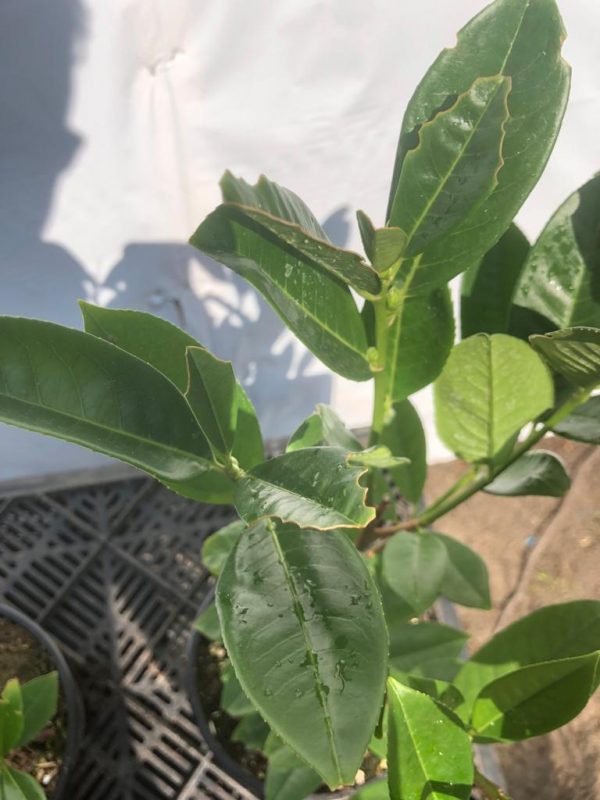 Prunus laurocerasus 'Greentorch' - blad - Kwekerij Bakker